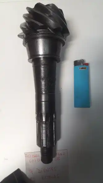 Piñon Conico