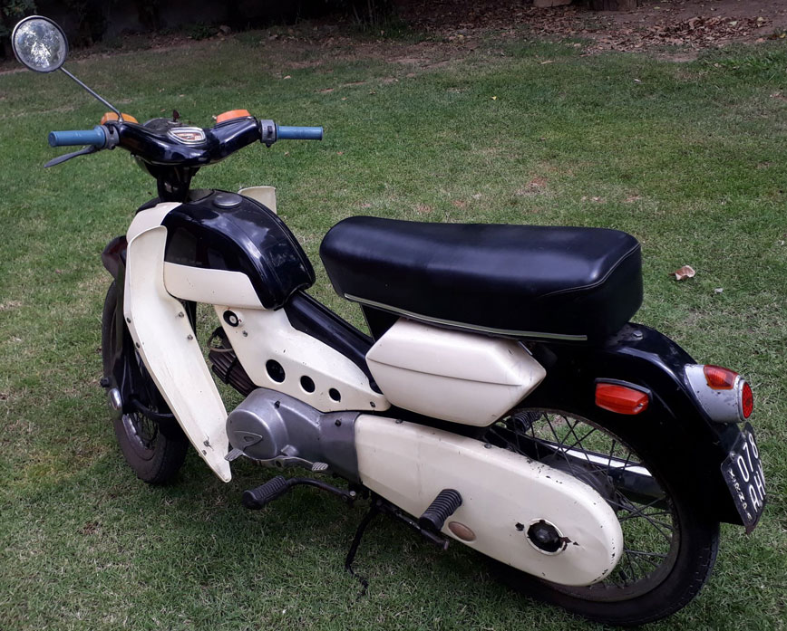 Pointer De Dama - Foto 2