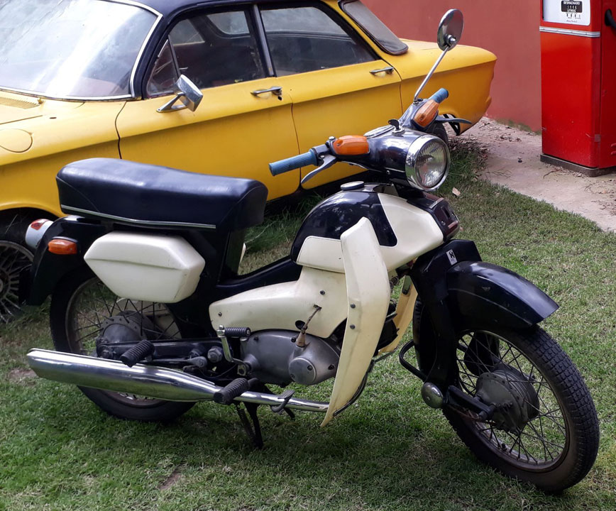 Pointer De Dama - Foto 4